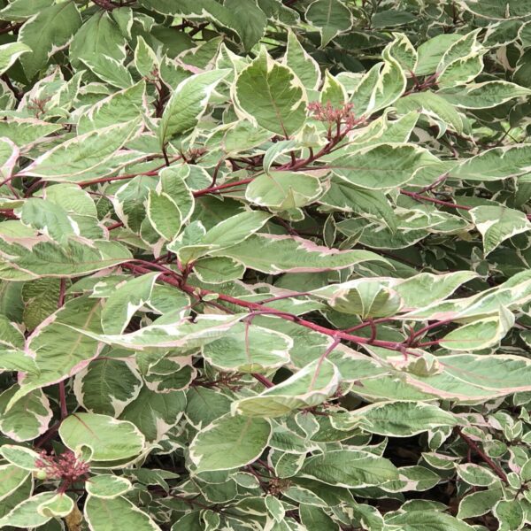 Cornus Alba 'Elegantissima'