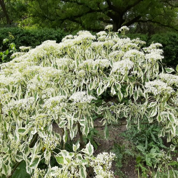 Cornus controversa variegata