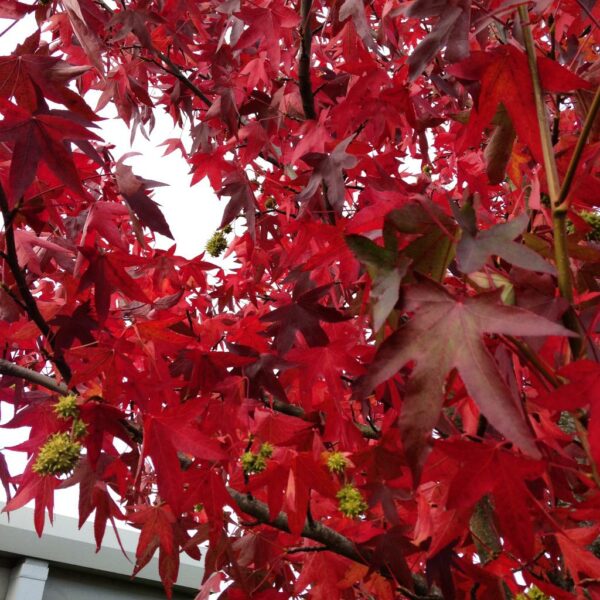 Liquidambar styraciflua "Worplesdon"