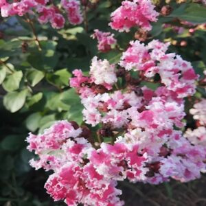 Lagerstroemia indica 'Berlingot Menthe' - Lilla des Indes