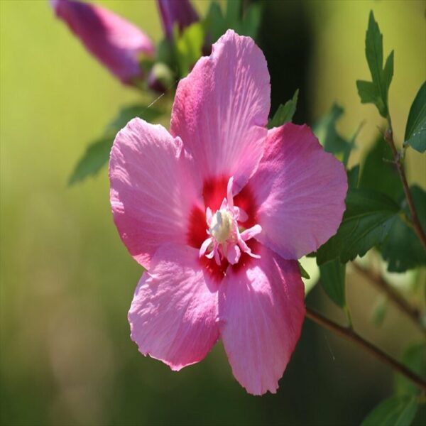 Hibiscus syriacus - Althéa – Image 2