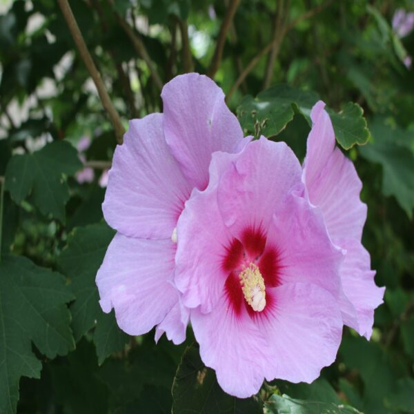 Hibiscus syriacus - Althéa – Image 3