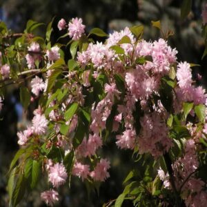 EN STOCK CERISIER À FLEURS – PRUNUS SERRULATA KIKU SHIDARE ZAKURA