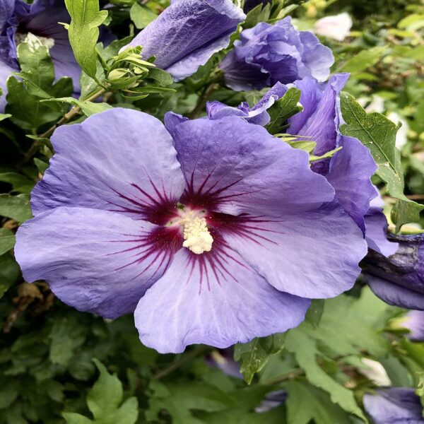 Hibiscus syriacus - Althéa – Image 4