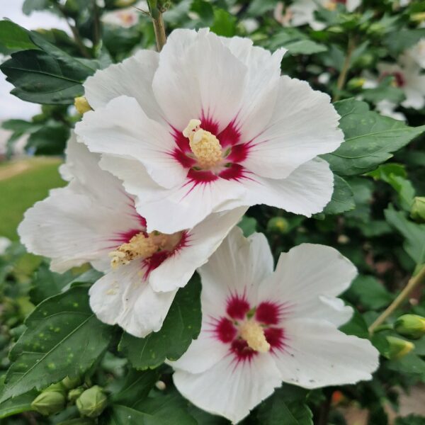 Hibiscus syriacus - Althéa