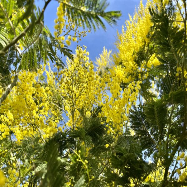 Mimosa - Acacia dealbata